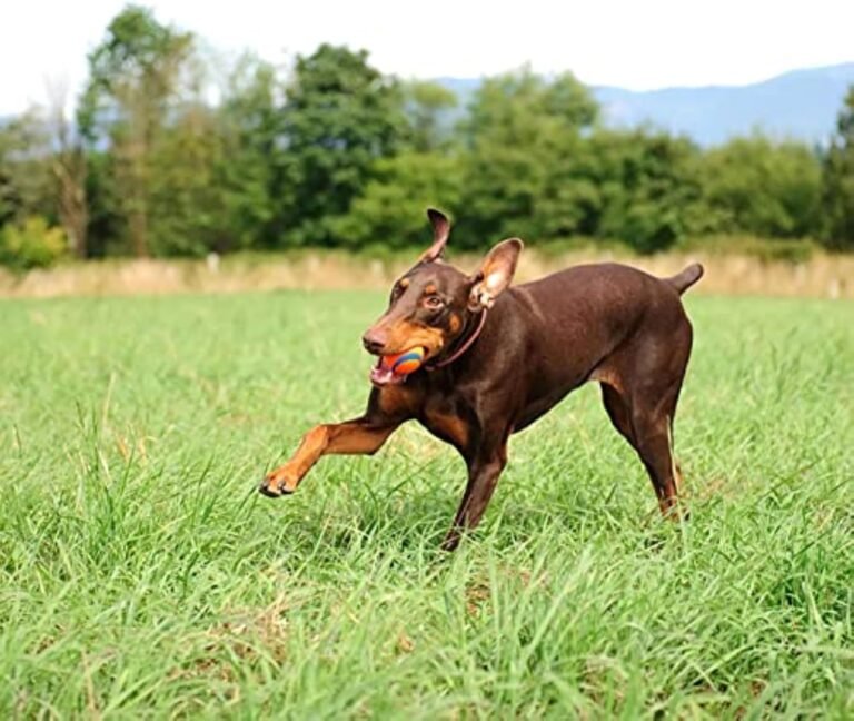 81zNZTpOlhL. AC SL1500 HearthSide Picks