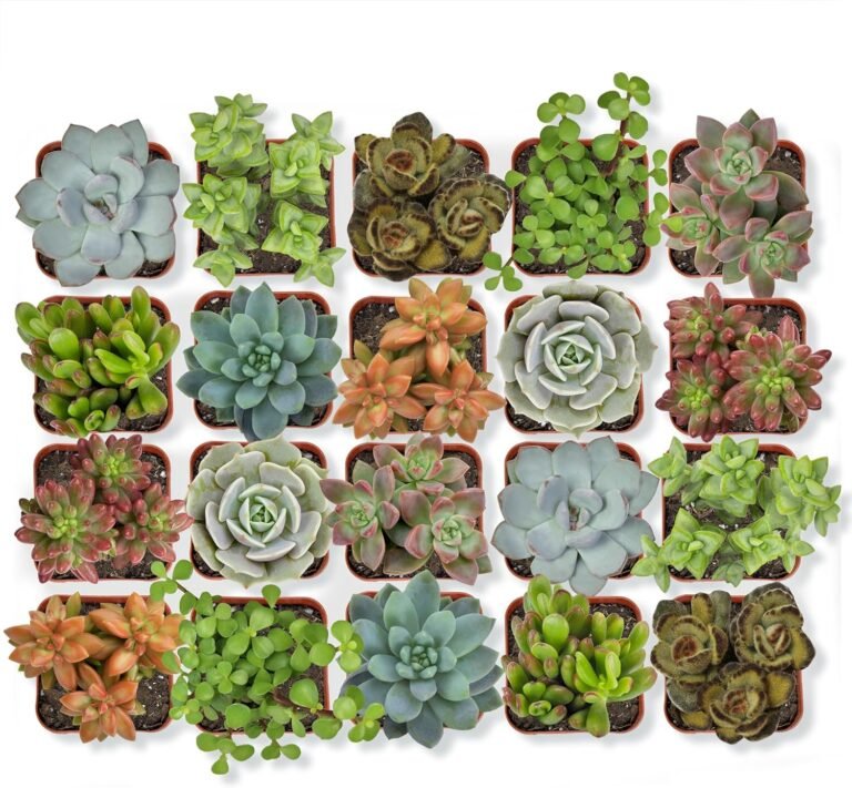 Succulent Plants: 20 Ultimate Checklist For Amazing Houseplants In 2026 1 81Q6sdJrH3L. AC SL1500 HearthSide Picks