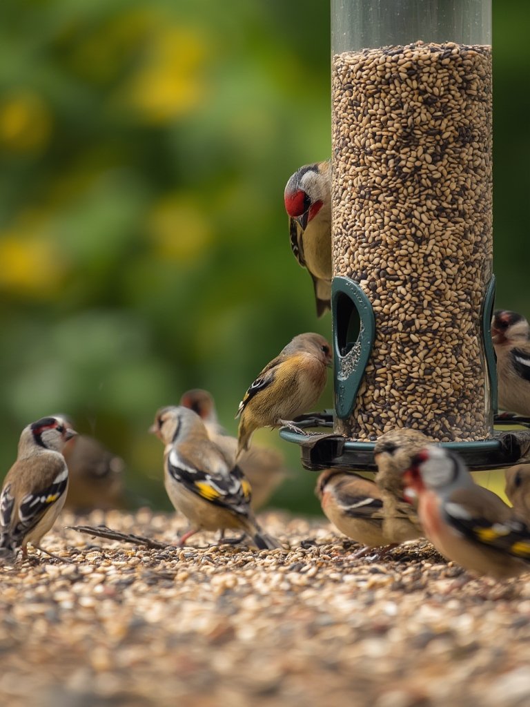 nyjer seed in action