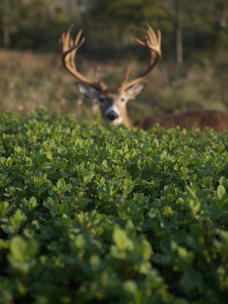 clover seed in action