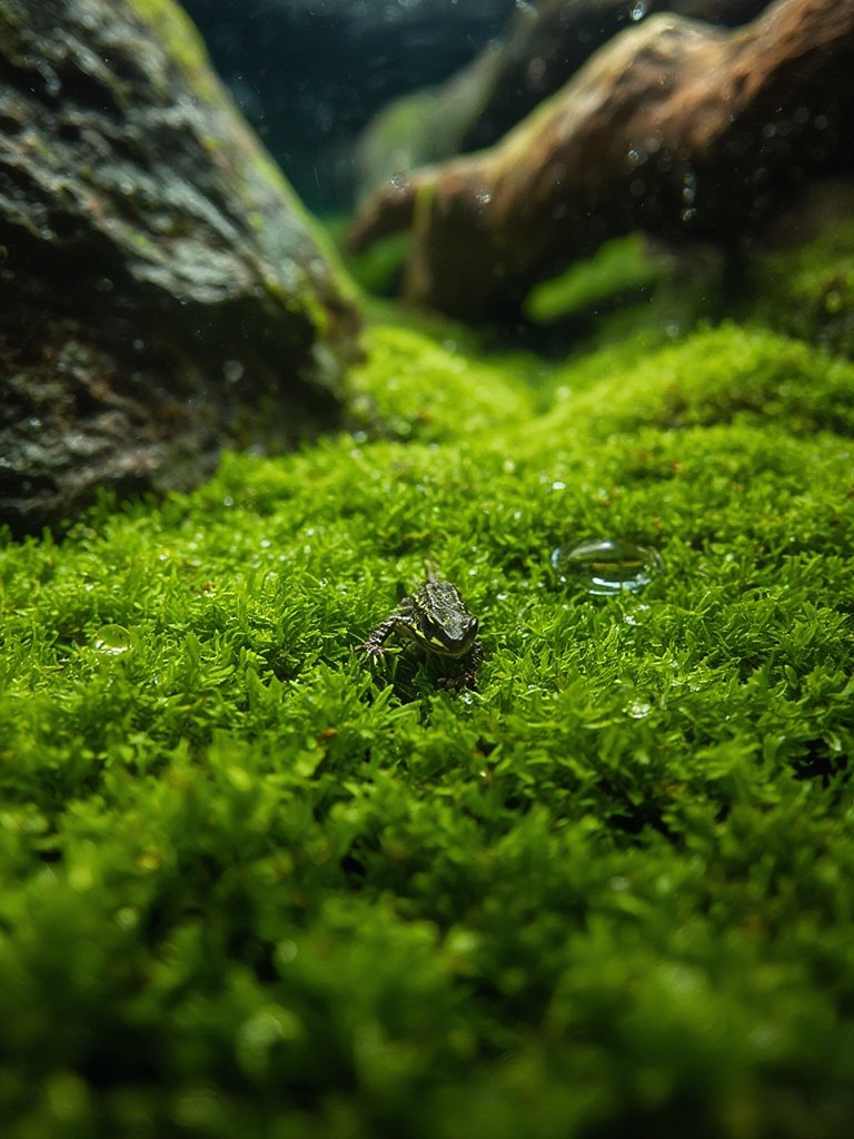 Moss Bedding: 10 Ultimate Secrets For Amazing Results In 2026 2 moss bedding in action