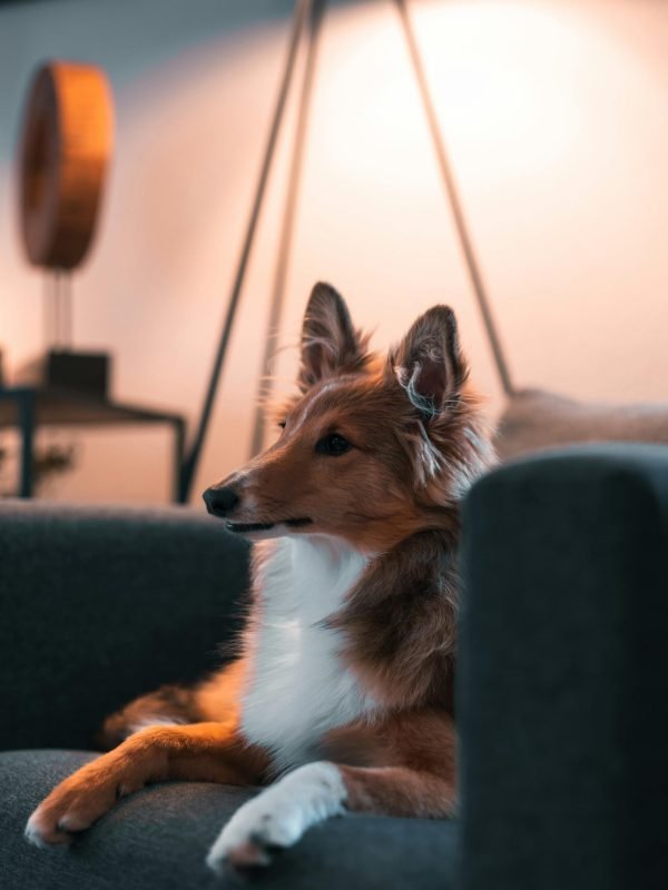 pexels-ryank-14459171